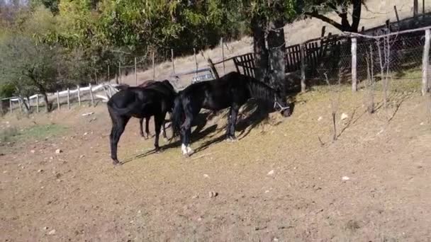 Horses Eating Grass Tree Bright Summer Day — Video