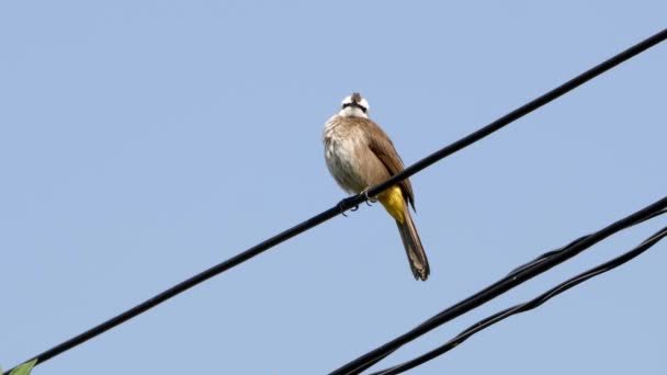 Bird Yellow Vented Bulbul Sitting Wire Another Bulbul Fly Sit — стокове відео