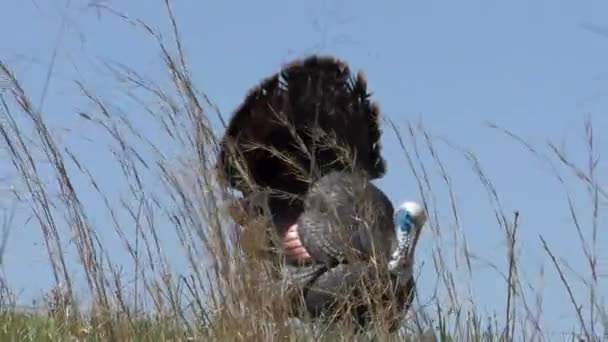 Dummy Turkey Decoy While Hunting Shawnee Illinois Woods — Stockvideo