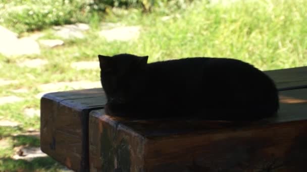 Black Cat Resting Wooden Bench — Vídeo de stock