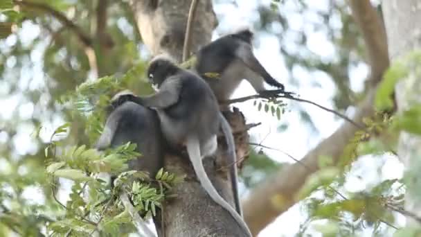 Záběry Gibbonů Užívajících Jejich Životy Stromě — Stock video