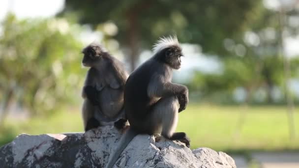 Couple Gibbon Climbing Sitting Rock — Video