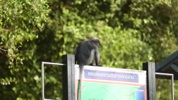 Small Black Gibbon Sitting Map Sign Thailand — Stok video