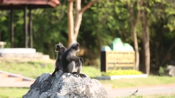 Een Paar Gibbon Klimmen Zitten Rots — Stockvideo