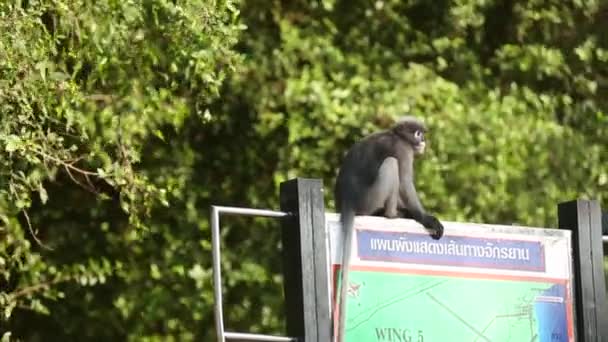 Malý Černý Gibbon Sedí Mapě Znamení Thajsku — Stock video