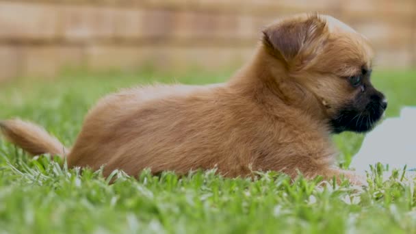 Brown Puppy Dog Laying Green Grass — Stock Video