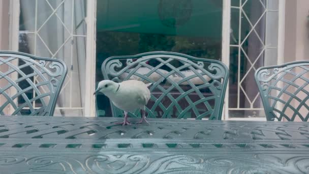 White Dove Walking Table — Stockvideo