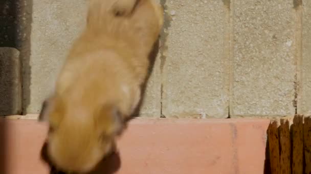 Small Brown Puppy Climbing Step Barely Reaching — Vídeo de stock