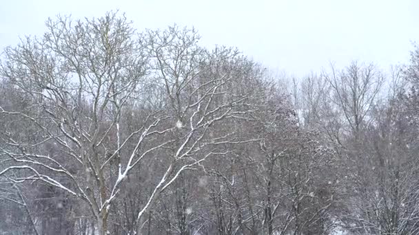Cold Winter Day Snowfall Forest Area — Vídeos de Stock
