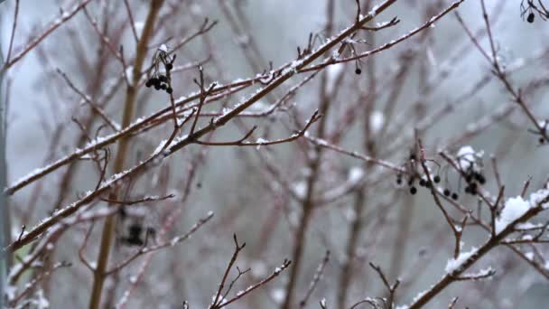 Snowfall Small Bush Branches — Video