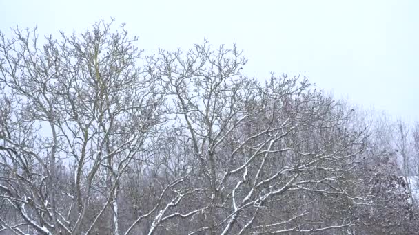 Schneefall Einem Wintertag Über Kleinen Waldbäumen — Stockvideo