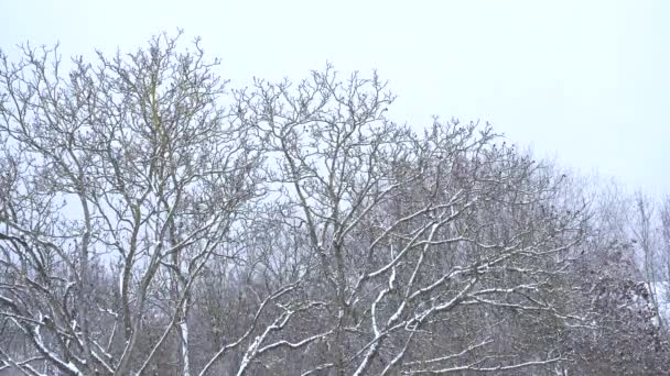 Snowfall Winter Day Small Forest Trees — ストック動画