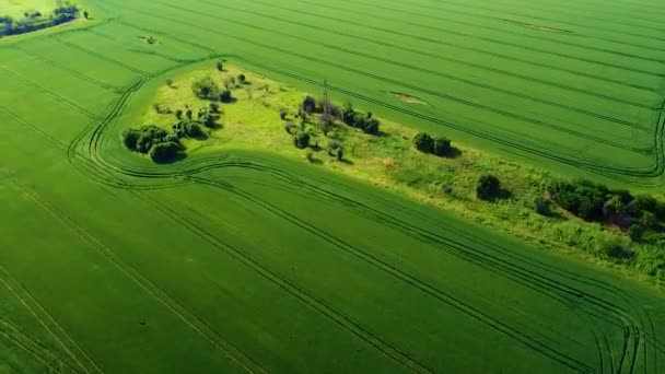 Volare Sui Campi Grano Verde — Video Stock