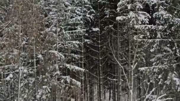 Открытие Крана Низкой Перспективы Заснеженными Деревьями Видом Широкий Зимний Лес — стоковое видео