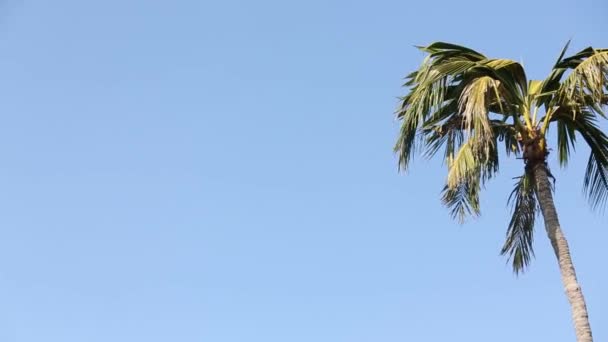 Footage Coconut Tree Waving Wind Stading Alone Sunny Day — Vídeo de Stock