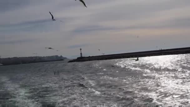 Seabirds Flying Waters View Sailing Boat Bosphorus Istanbul Turkey Panning — Stockvideo