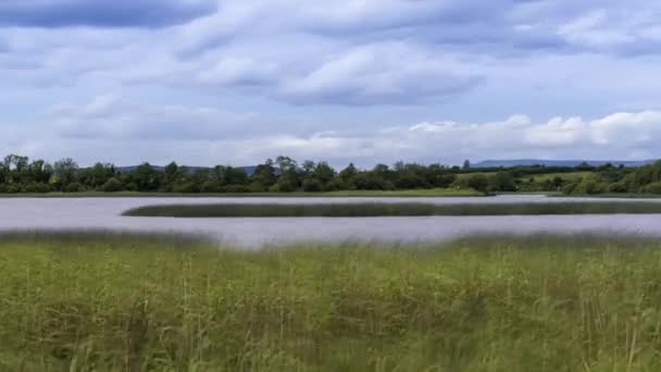 Time Lapse Lake Reeds Foreground Forest Background Cloudy Summer Day — Video