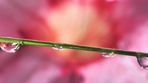 Water Droplet Dropping Grass Dew Drops Pink Flower Background — Stockvideo