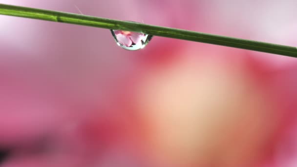 Dew Drop Grass Get Hit Water Droplet Pink Flower Background — Stock video