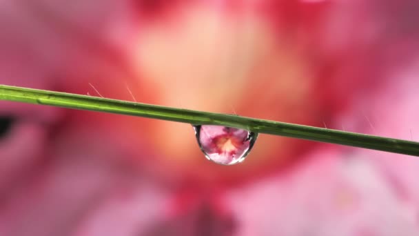 Water Droplet Drops Grass Dew Drop — ストック動画