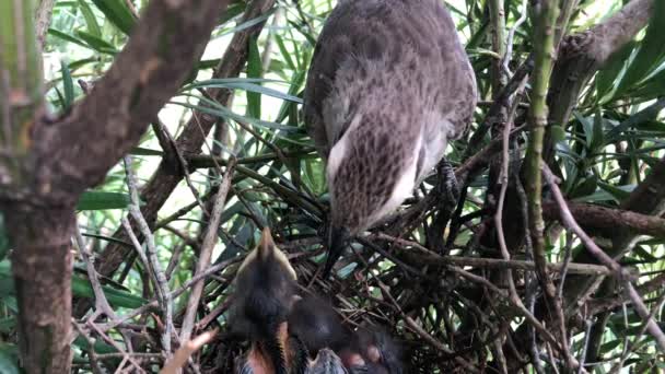 Chalk Browed Mockingbird Guarding Hatchlings Nest Close — 비디오
