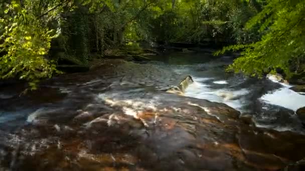 Time Lapse Spring Forest Cascade Waterfall Surrounded Trees Rocks Foreground — Stock Video