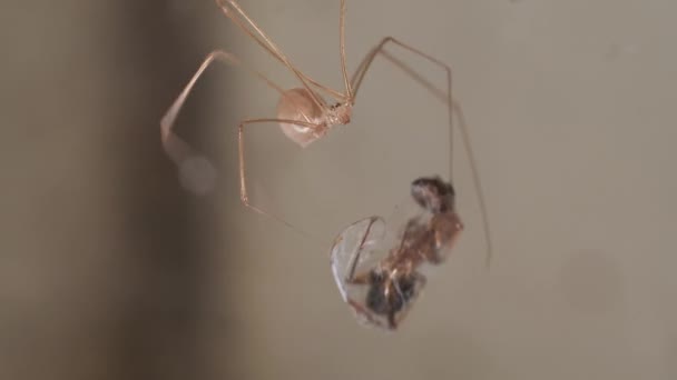 Cellar Spider Wrapping Prey Ant Dengan Sutra — Stok Video