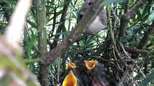 Hungry Hatchlings Chalk Browed Mockingbird Nest Open Mouth Food Close — Stockvideo