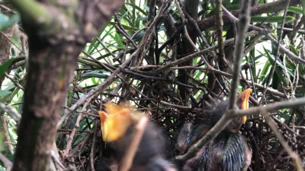 Hatchlings Waiting Food Mother Bird Nest Tree Close — ストック動画