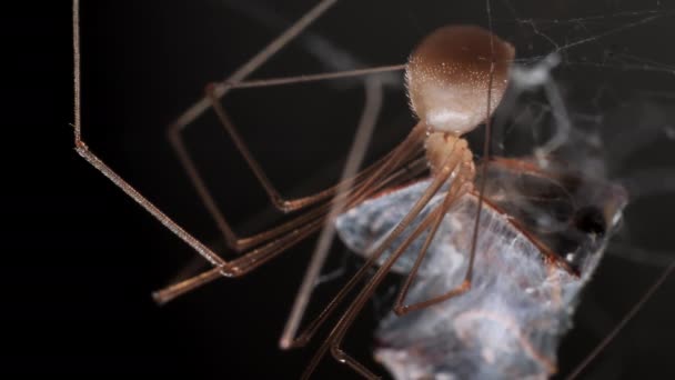 Spider Eating Prey Cocoon Dark Background — ストック動画