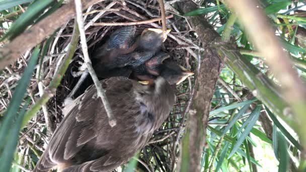 Chalk Browed Mockingbird Hatchlings Resting Its Nest Tree High Angle — Vídeo de Stock