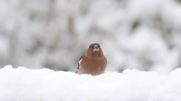 Male Chaffinch Fringilla Coelebs Snow January — Video