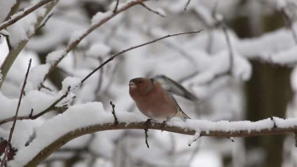 Male Chaffinch Fringilla Coelebsin Snow Covered Tree British Isles — Video