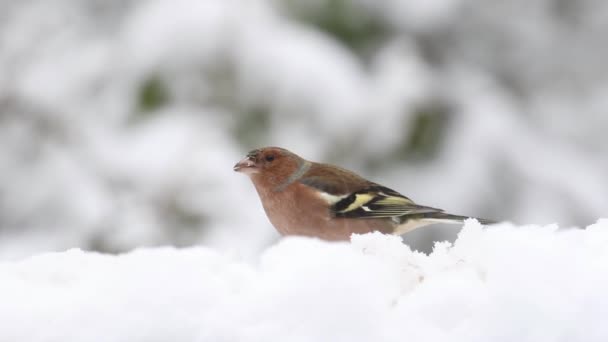 Male Chaffinch Fringilla Coelebs Feeding Snow January British Isles — Vídeo de Stock