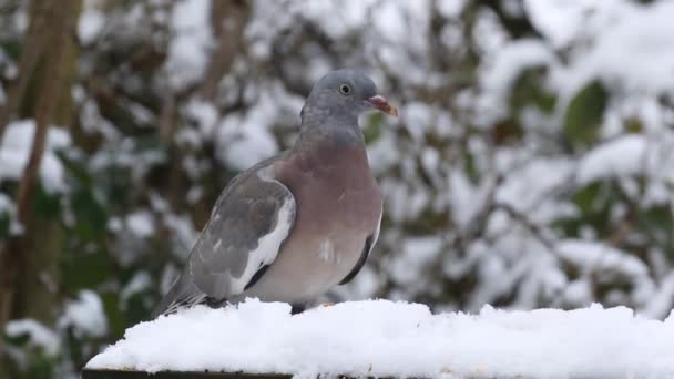 Jonge Houtduif Columba Palumbusow Voedt Zich Met Besneeuwde Vogeltafel Verenigd — Stockvideo