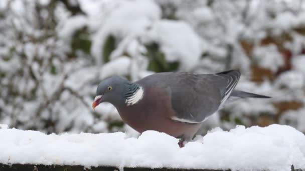 Woodpigeon Columba Palumbusow Feeding Snow Covered Bird Table — Stock Video