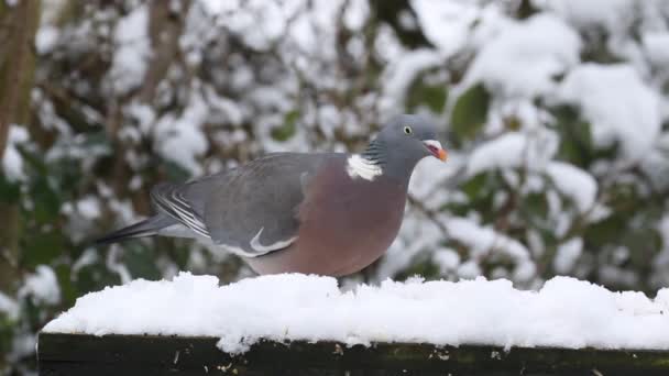 Woodpigeon Columba Palumbusow Snow Covered Bird Table — Stock Video