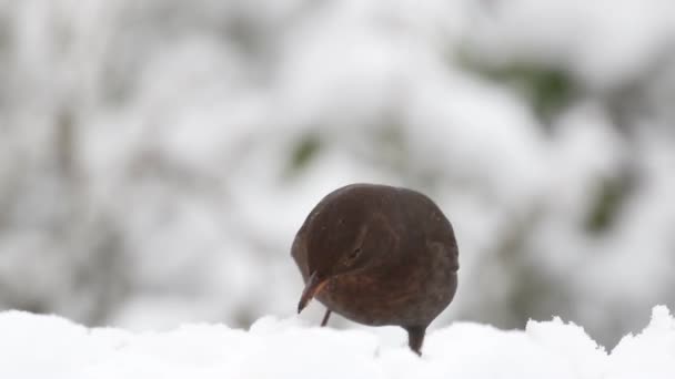 Female Blackbird Turdus Merula Feeding Snow — Wideo stockowe