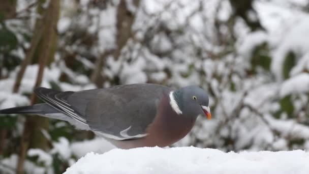 Woodpigeon Columba Palumbusow Živí Sněhem Pokrytým Ptačím Stolem — Stock video