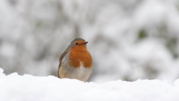 Robin Erithacus Rubecula Schnee Großbritannien — Stockvideo