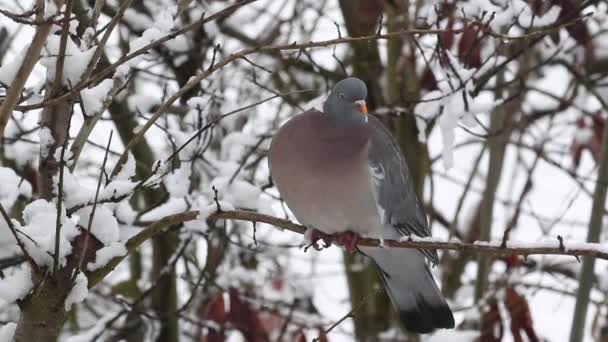 Woodpigeon Columba Palumbusow Snow Covered Fruit Tree — Stock Video