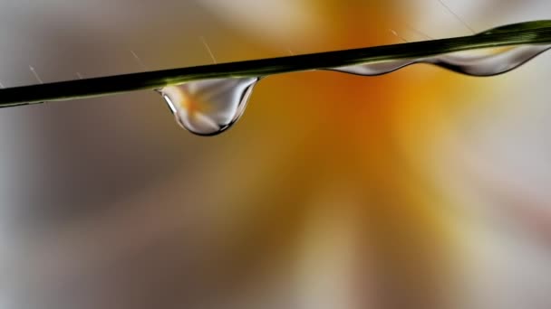 Silhouette Water Drops Sliding Grass Leaf Yellow White Flower Background — Vídeo de Stock