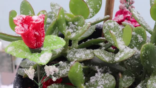 Jade Succulent Plant Crassula Ovata Red Artificial Flower Snowfall Winter — ストック動画