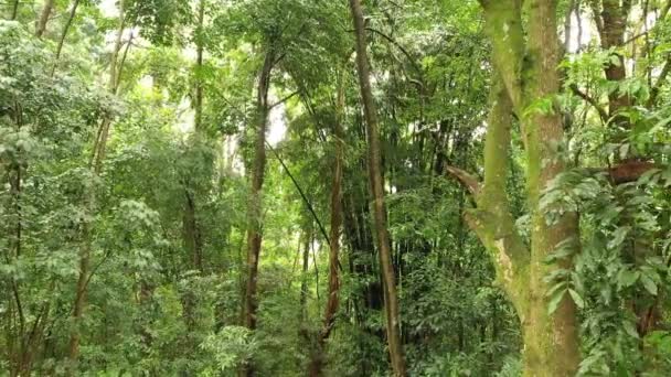 Tall Bunch Bamboo Trees Growing Lush Forest Praia Jaragua Brazil — Stockvideo