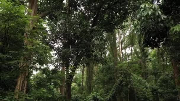 Όμορφο Πράσινο Δάσος Ζούγκλα Της Πορτογαλίας Ευρεία Αντίστροφη — Αρχείο Βίντεο