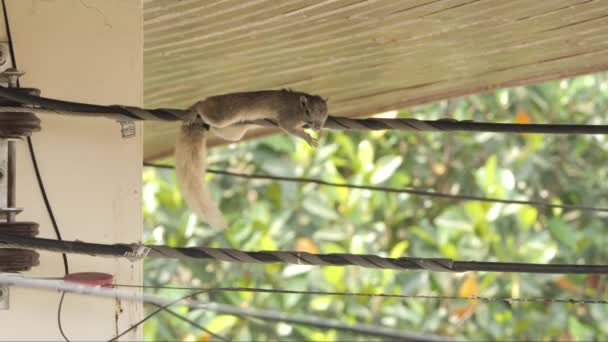 Squirrel Resting Electrical Wire House Roof — Video