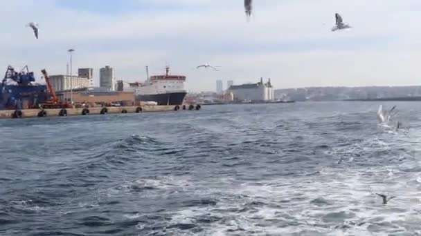 Flock Seagulls Flying Boat Sailing Bosphorus Strait View Shipyard Istanbul — Stockvideo