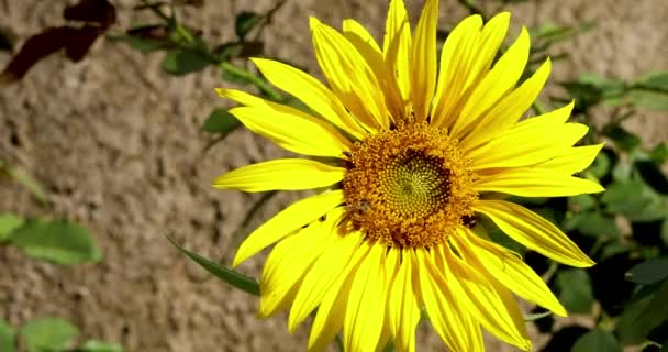 Slunečnicový Květ Houpající Větru — Stock video