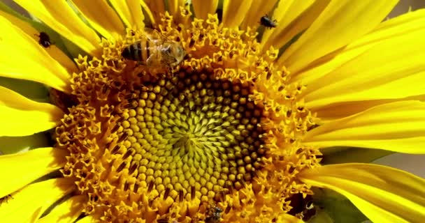 Ekstremalne Zbliżenie Słonecznik Kwiat Kołyszący Się Wietrze — Wideo stockowe