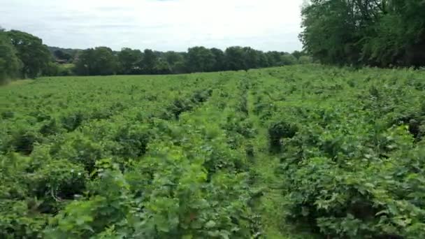 Drone Vista Aérea Campo Granja Arándanos Derecha Izquierda — Vídeos de Stock